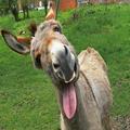 Corina