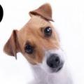 :dog: NOORTJE:dog: